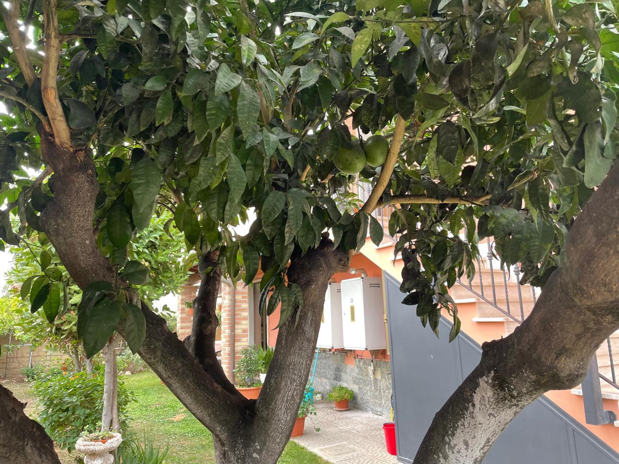 Un Sogno Nel Verde Acilia Ngoại thất bức ảnh